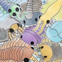 camiidae - cambrian animals !!