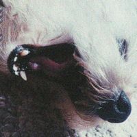 Qween Kong - Like A Dog