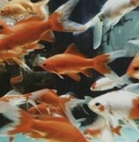 okjett - lakeside