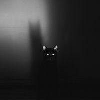 SIAMES - The Phoenix