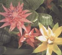 Kazumasa Hashimoto - Yupi