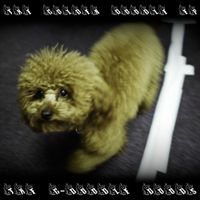 The Golden Doodle Doods - The Golden Doodle EP