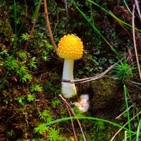 Giant Claw - yellow patches