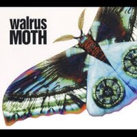 WALRUS - MOTH