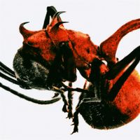 QM - 개미 [ANT]