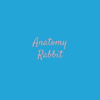Anatomy Rabbit - Holland Lop