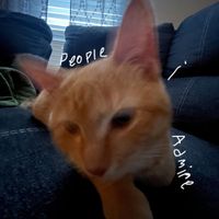 Trash Sneks - people i admire