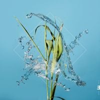 Fergus McCreadie - Stream
