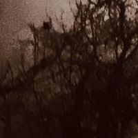 i chased a crow - void