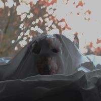 Stoney Point - My Guardian Angel is a Ghost