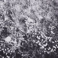 thistle. - lomochrome