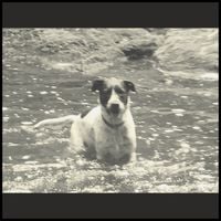 The Dead Land - The Dog
