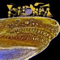 Phyllomedusa - Caecilians In Memphis