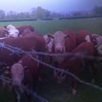 Stikarto - cows