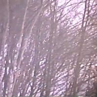 オーラ・カルナリス - 枯​れ​木​の​間