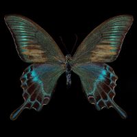Bleachy Warhol - Fried Eggs XCV-III: Neotropical Butterfly