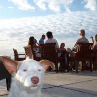 Holidays In United States - Dog Song