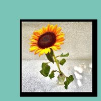 Thắng - Hướng Dương