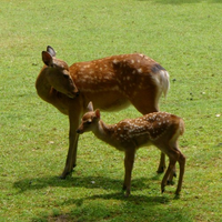 deerlover46 - novocaine
