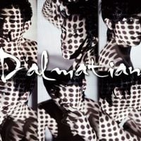DMTN - 달마시안