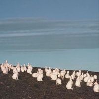 Ocarth - Bunny Island