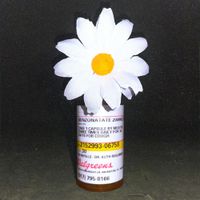 Life After Youth - Daisy