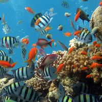 魚魚 [Fish Fish] - nautical