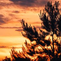 Oliver Anthony Music - Cowboys and Sunsets