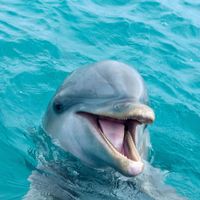 Milkreset - dolphin