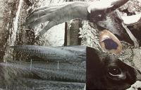 Organ Tapes - Field Guide