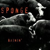 Sponge - Rainin'