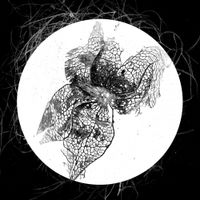Tengri - Kontinuum