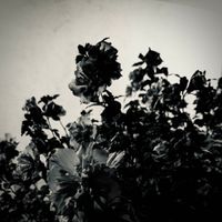 AZALEA - Porcelain (Demo)
