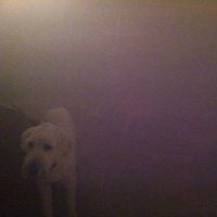 Oneohtrix Point Never - Dog in the Fog: 'Replica' Collaborations & Remixes