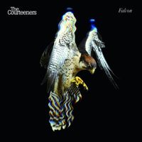 Courteeners - Falcon