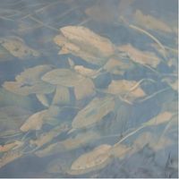 Listening Mirror - Resting in Aspic