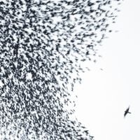 Wilco - Sky Blue Sky