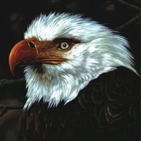 Mogwai - The Hawk Is Howling