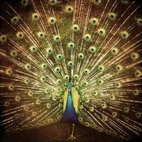 Ani DiFranco - &iquest;Which Side Are You On?