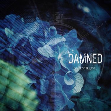 DAMNED - hydrangea.