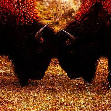 Lofty305 - Buffalo
