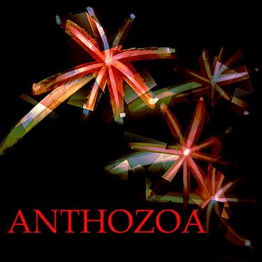 Cryptovolans - Anthozoa