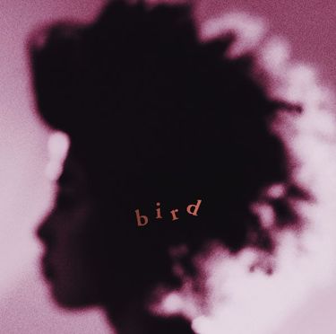 bird - bird