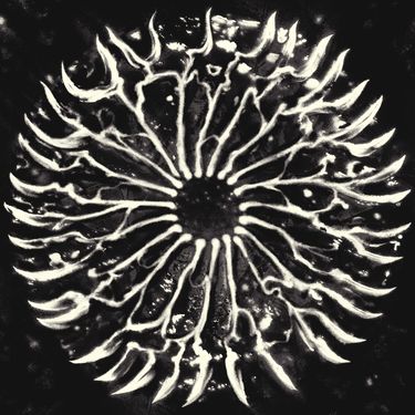 TRAKA - Aptid