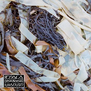 lullahush - Ithaca