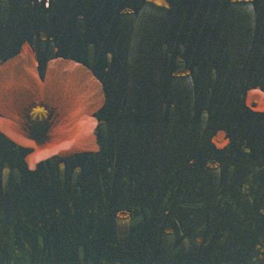 Copperplate - contentment