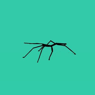 mindroot - stickbug