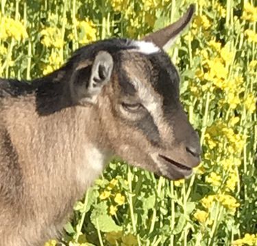 にゃにゃんがプー - ごんちち