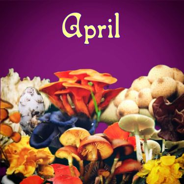 Ceschi & Anthony Maintain - April