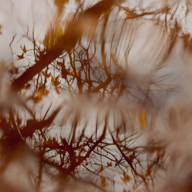 AZALEA - Sequoia